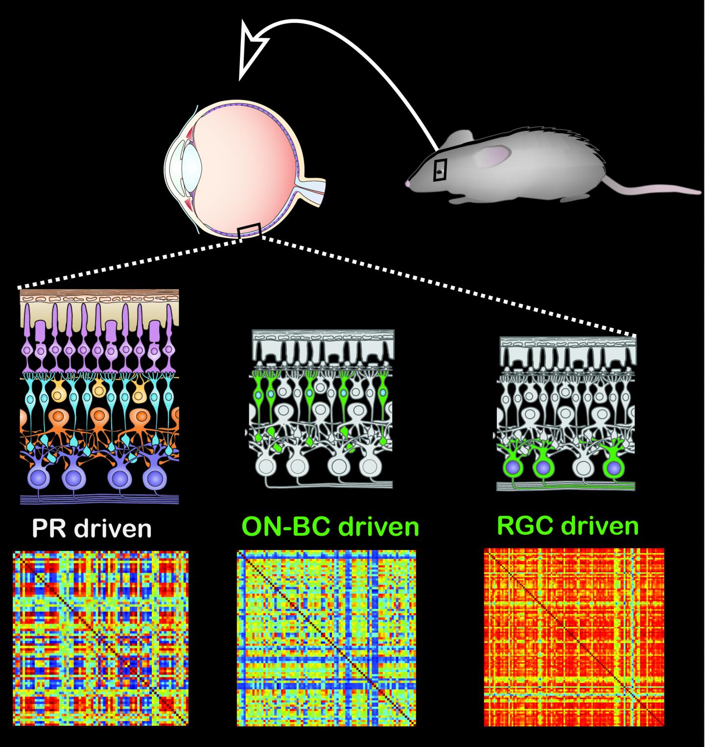 Light Response of Normal & Altered Mouse Retina