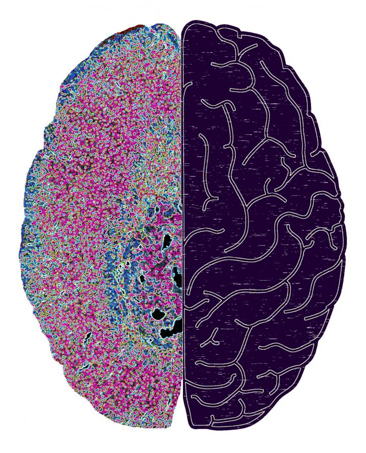 New Connections Interlinking Adrenal Glands (Left) and Brain (Right)