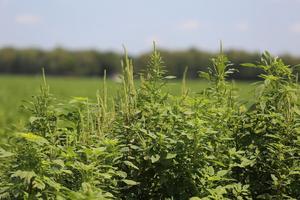 Palmer pigweed