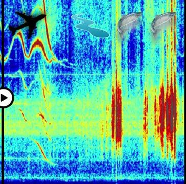 Eavesdropping on trout