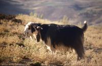 Zagros Goat