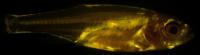 Fat Zebrafish
