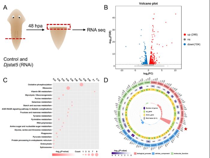 Transcriptomic ananlysis of Djstat5 downstream regulatory genes