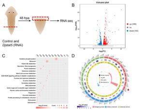 Transcriptomic ananlysis of Djstat5 downstream regulatory genes