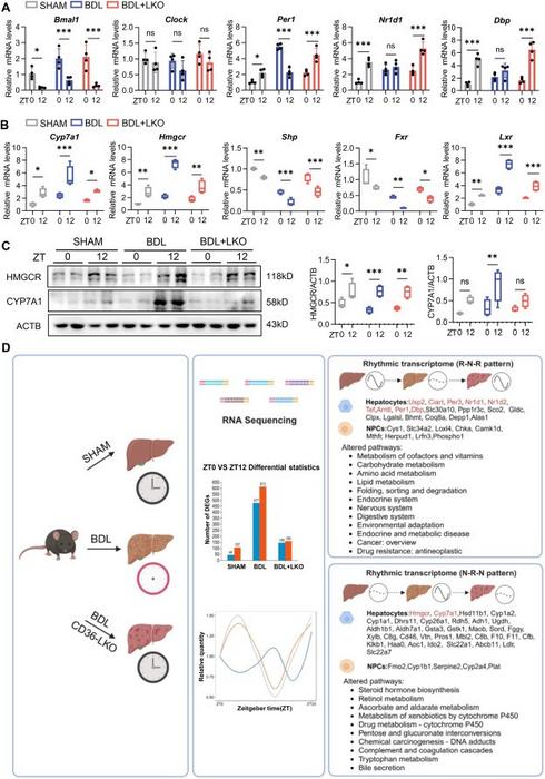 CD36 reset abnormal diurnal differences in the core clock and bile acid synthesis of hepatocytes in BDL mice