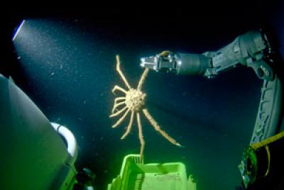 DeepSee Arm
