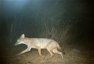 Jackal