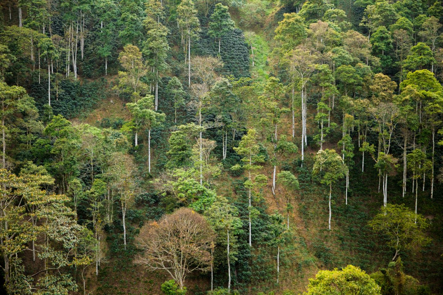 Shade-grown coffee farm