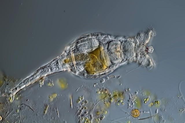 Bdelloid Rotifer