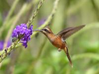 stripe-throated hermit