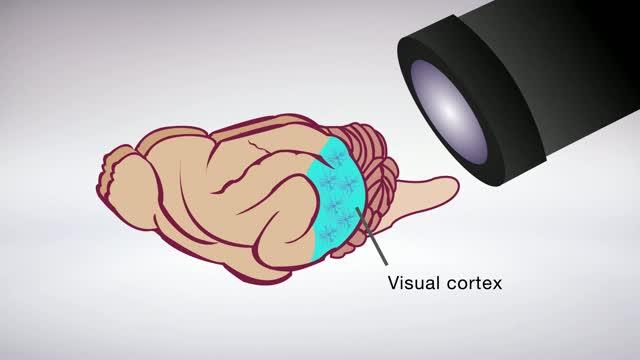 There Is More to Dendrites Than Meets the Eye: Cluster Synaptic Inputs and Orientation Selectivity