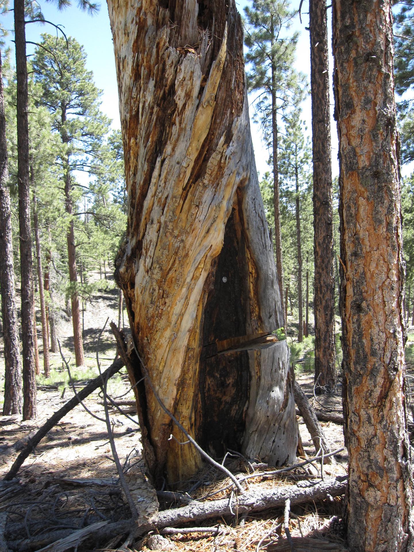 Fire-scarred Tree