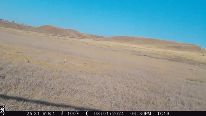 Prairie Dogs and Fire Gif