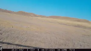 Prairie Dogs and Fire Gif