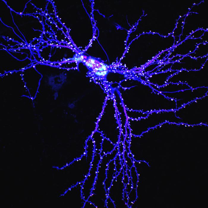 Takumi FAM81A Neuron PSD