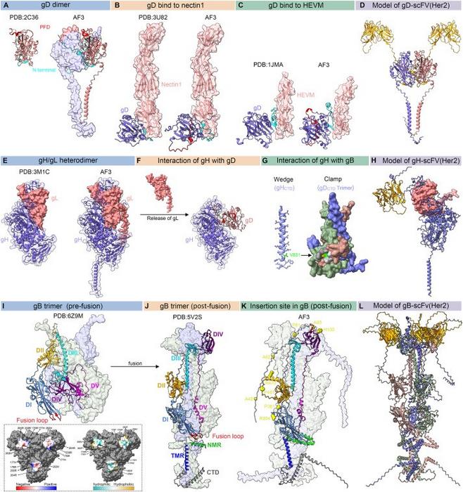 Structural basis of HSV-1 glycoproteins involved in viral entry.