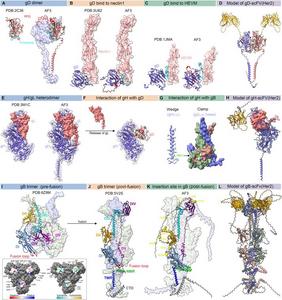Structural basis of HSV-1 glycoproteins involved in viral entry.
