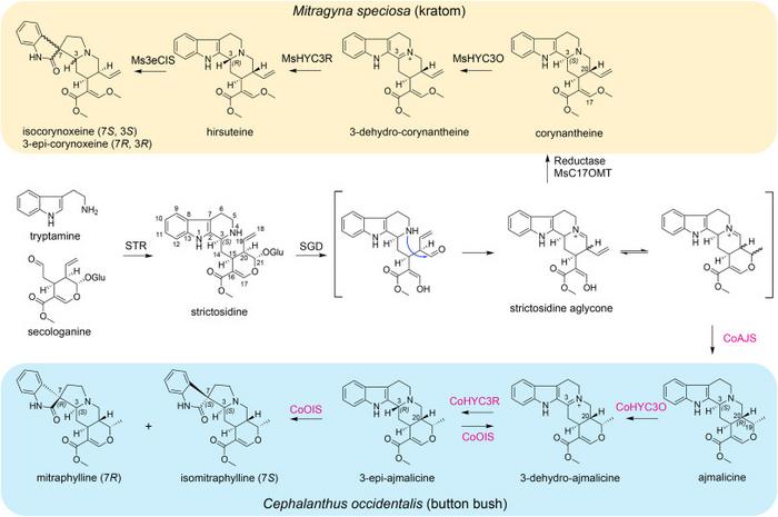 Figure 1. The biosynthetic pathway for oxindole types of monoterpenoid indole alkaloids (MIAs) in Cephalanthus occidentalis and Mitragyna speciosa.
