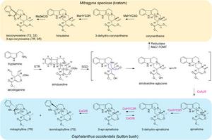 Figure 1. The biosynthetic pathway for oxindole types of monoterpenoid indole alkaloids (MIAs) in Cephalanthus occidentalis and Mitragyna speciosa.