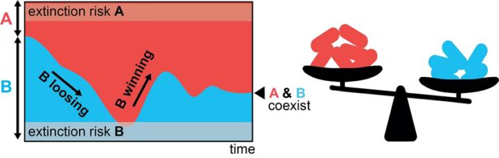 Fig 2: Bacterial Strains