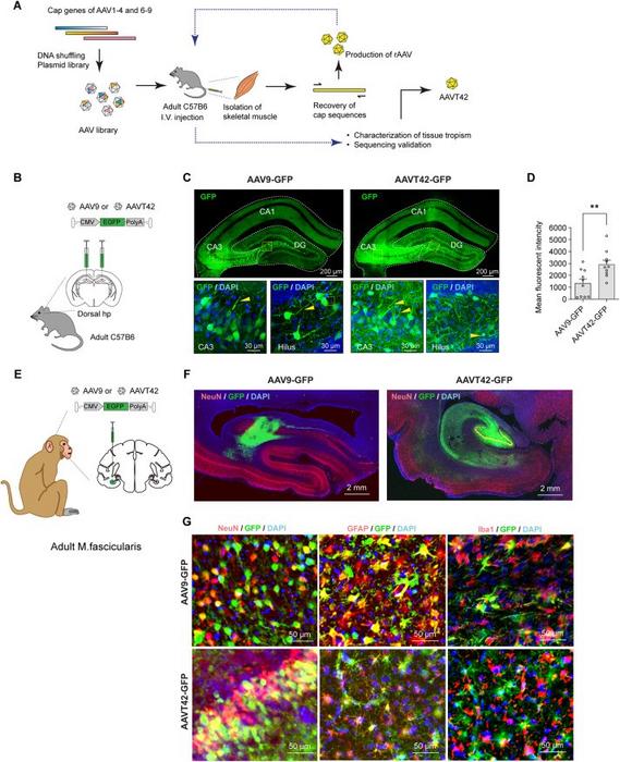Skeletal muscle targeting AAVT42 vector showed high tropism to the central nervous system in the adult mice and monkeys