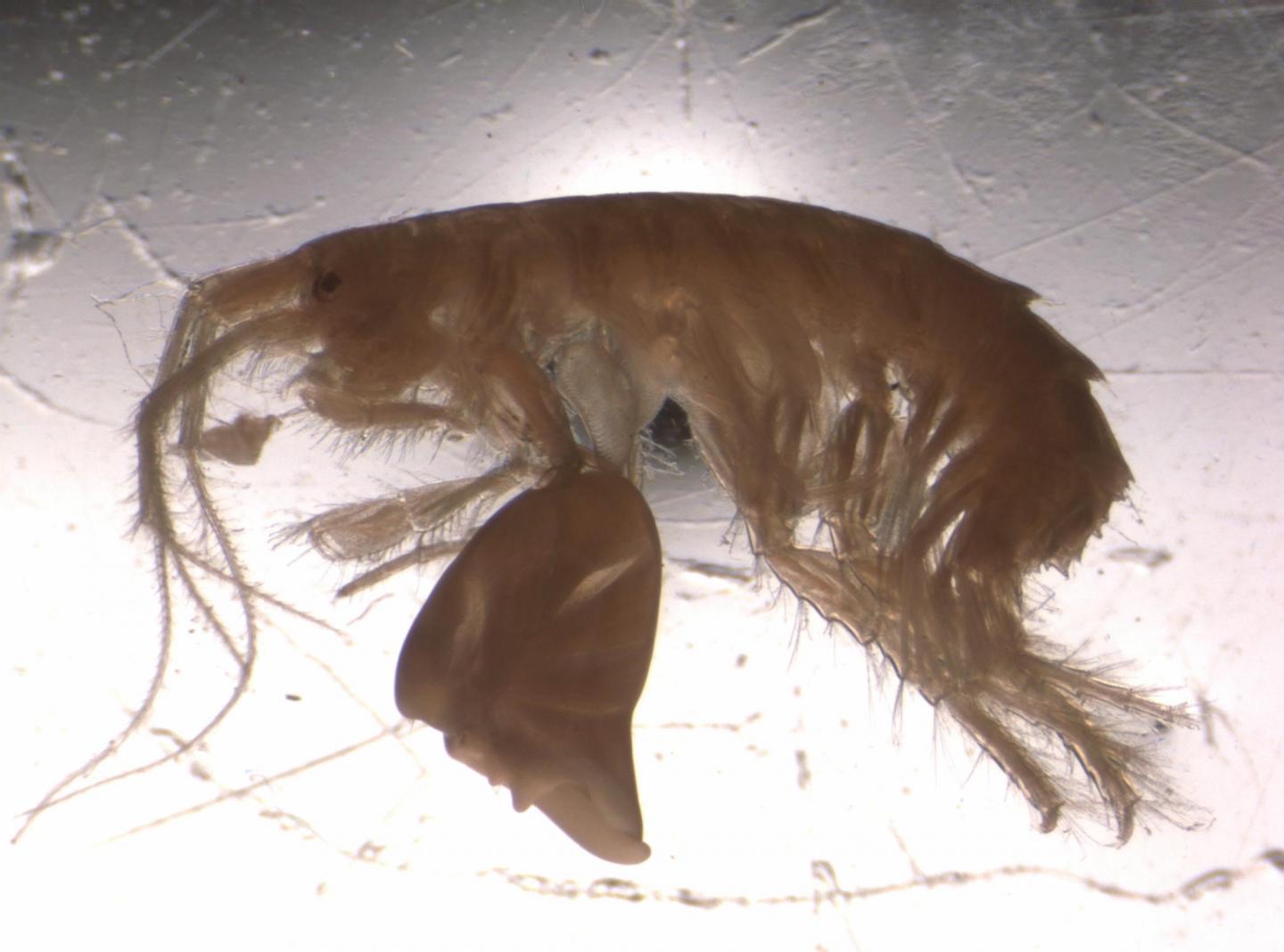 Left-Clawed Amphipod