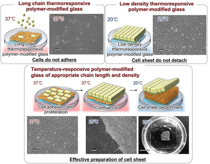 Cell sheet preparation