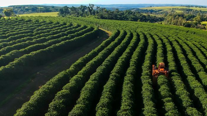 Climate intervention may not be enough to save coffee, chocolate and wine, new study finds