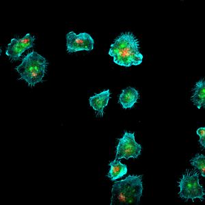 The immune synapses formed by NK-92 cells.