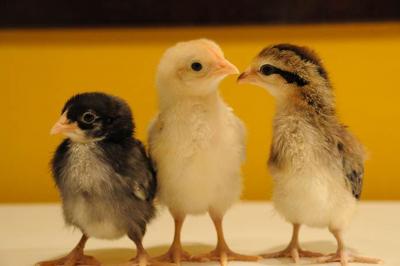Pleiotropic Genes In Chickens