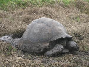 Galapagos tortoise