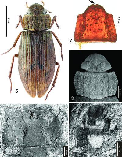 <I>Helophorus sibiricus</I>
