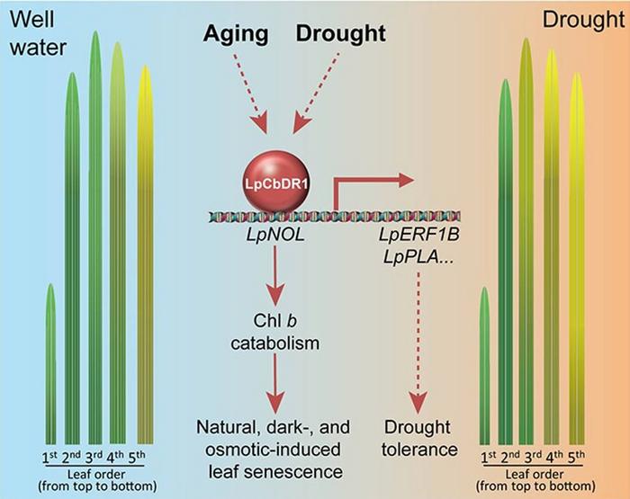 Proposed working model for LpCbDR1 in regulating senescence and drought tolerance.