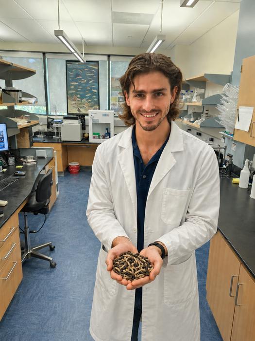 Scientists turn to nature’s recycling insects to solve Florida’s seaweed problem