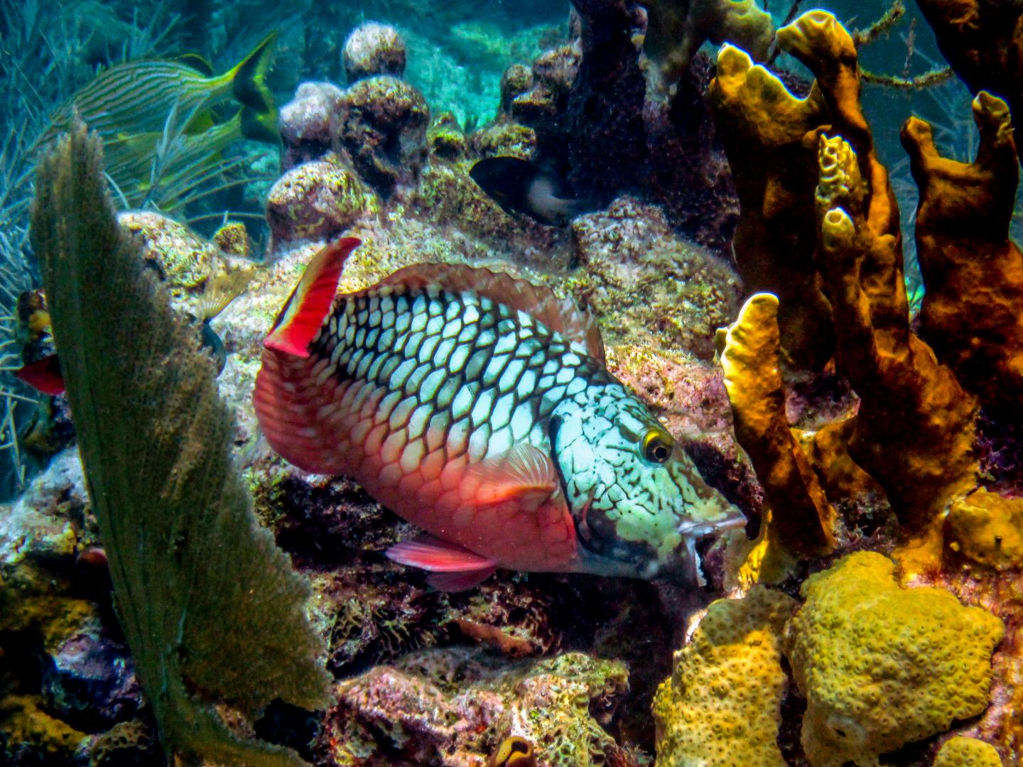 Parrot Fish