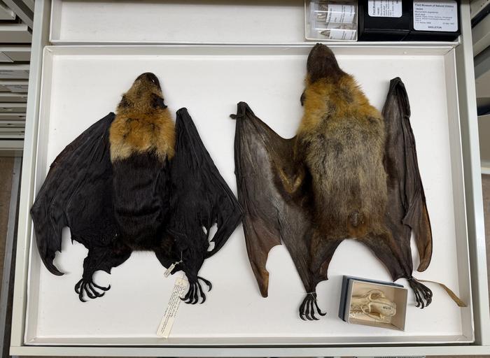Size comparison