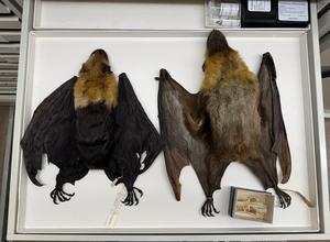 Size comparison