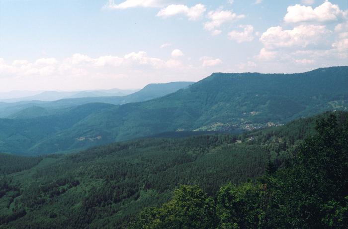 Forest massif of the Vosges mountains (France)