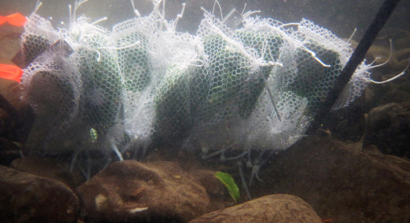 Leaf Packs