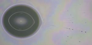 Microdroplet emissions from water droplet evaporation