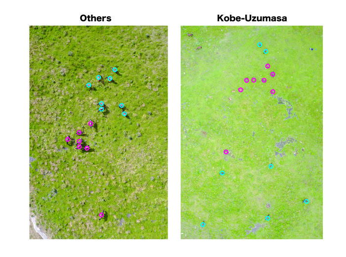 Horse groups observed from a drone