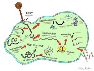 Illustration of Phage G