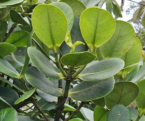 Fig. 2: Clusia in the Monteverde cloud forest, Costa Rica.