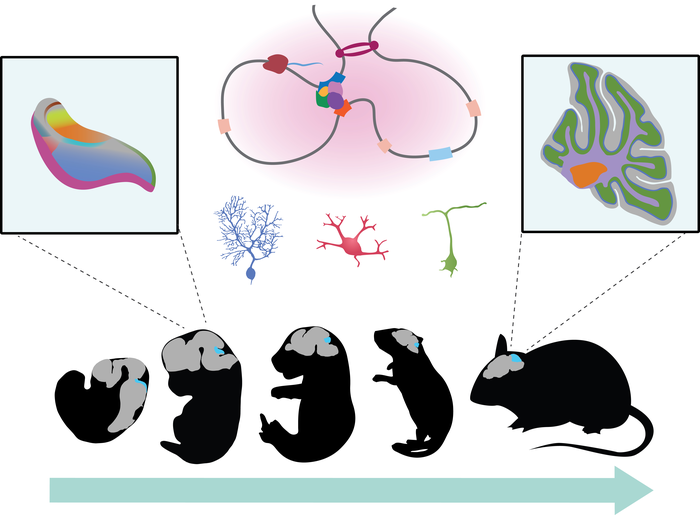 Mapping of Genetic Control Elements in the Cerebellum