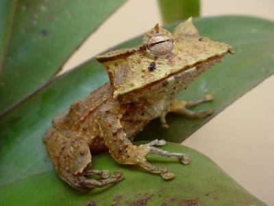 <i>Hemiphractus fasciatus</i>