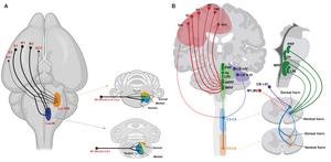 Mouse and human brain comparison