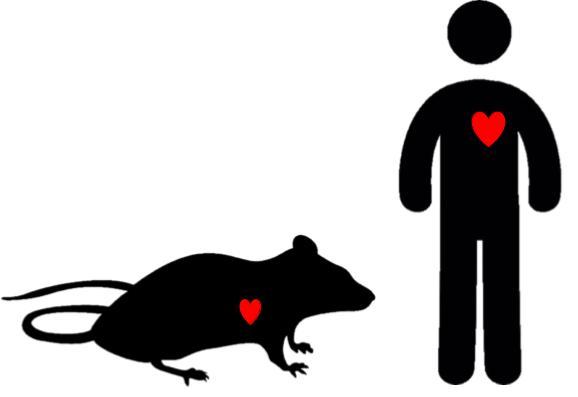 Individual Heart Cells Respond Differently to High Blood Pressure