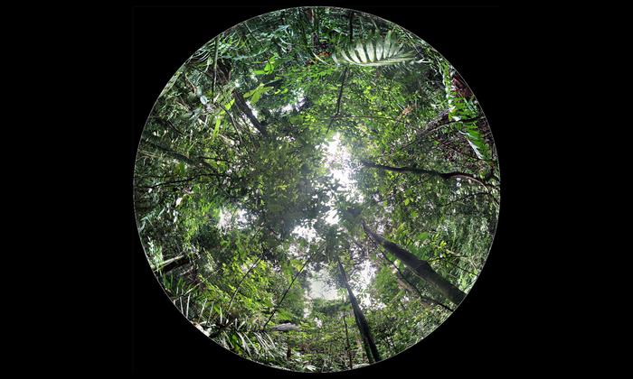 Tropical forest in Panama