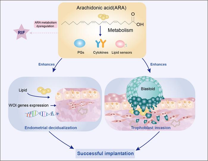 Functional role of the ARA lipid metabolic axis during early human embryo implantation