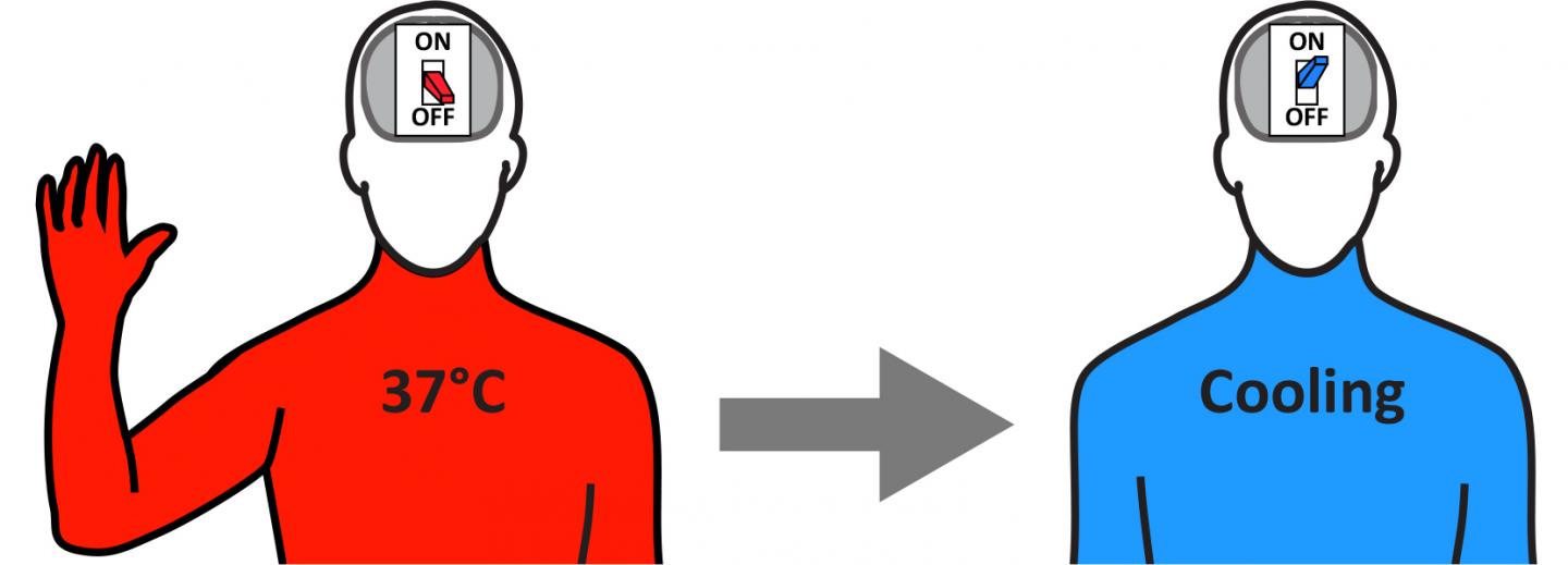 Finally, the Brain Sensor That Turns Down the Heat (4 of 4)